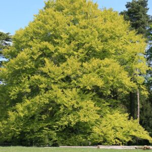 Fagus sylvatica 'Zlatia'