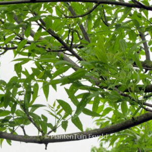 Fraxinus pennsylvanica 'Summit'