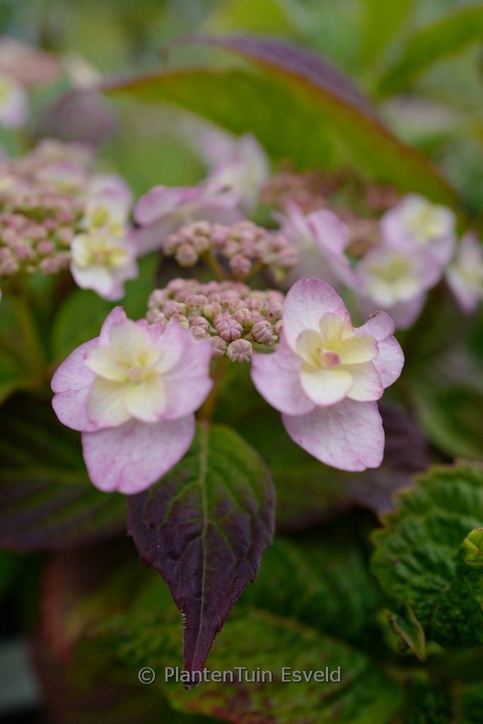 Hydrangea serrata 'Summer Glow'