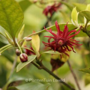 Illicium henryi