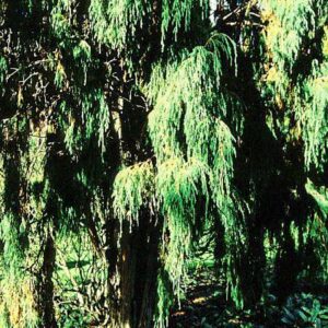 Juniperus recurva