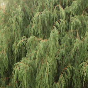 Juniperus recurva coxii