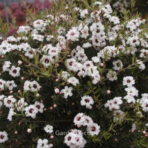 Leptospermum scoparium 'Snow Flurry'