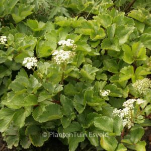 Ligusticum scoticum