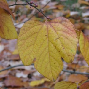 Ligustrum obtusifolium