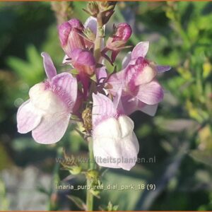 Linaria purpurea 'Dial Park'