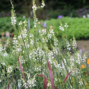Linaria purpurea 'Springside White'