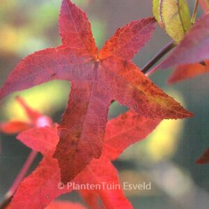 Liquidambar styraciflua 'Lane Roberts'