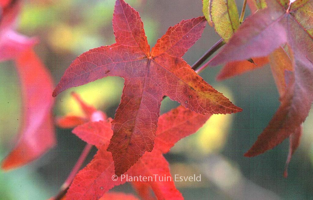 Liquidambar styraciflua 'Lane Roberts'