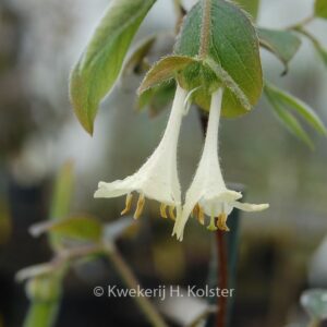 Lonicera elisae