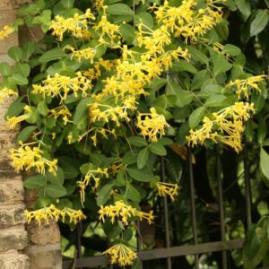 Lonicera tragophylla
