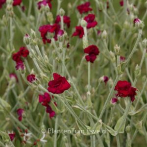 Lychnis coronaria 'Gardeners World'