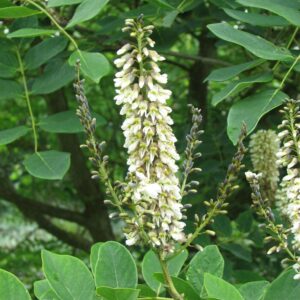Maackia chinensis