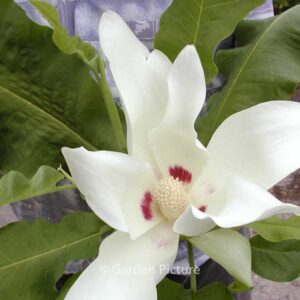 Magnolia macrophylla ssp. ashei