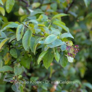 Malus fusca