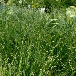 Melica uniflora