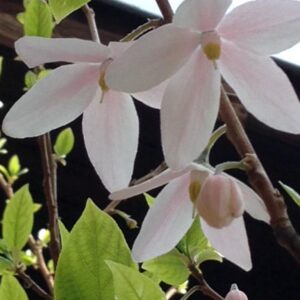 Melliodendron xylocarpum