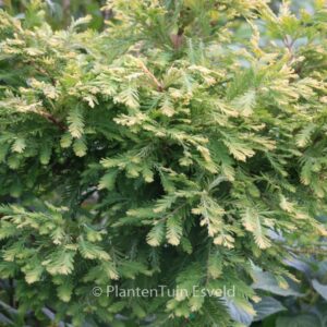 Metasequoia glyptostroboides 'Schirrman's Nordlicht'