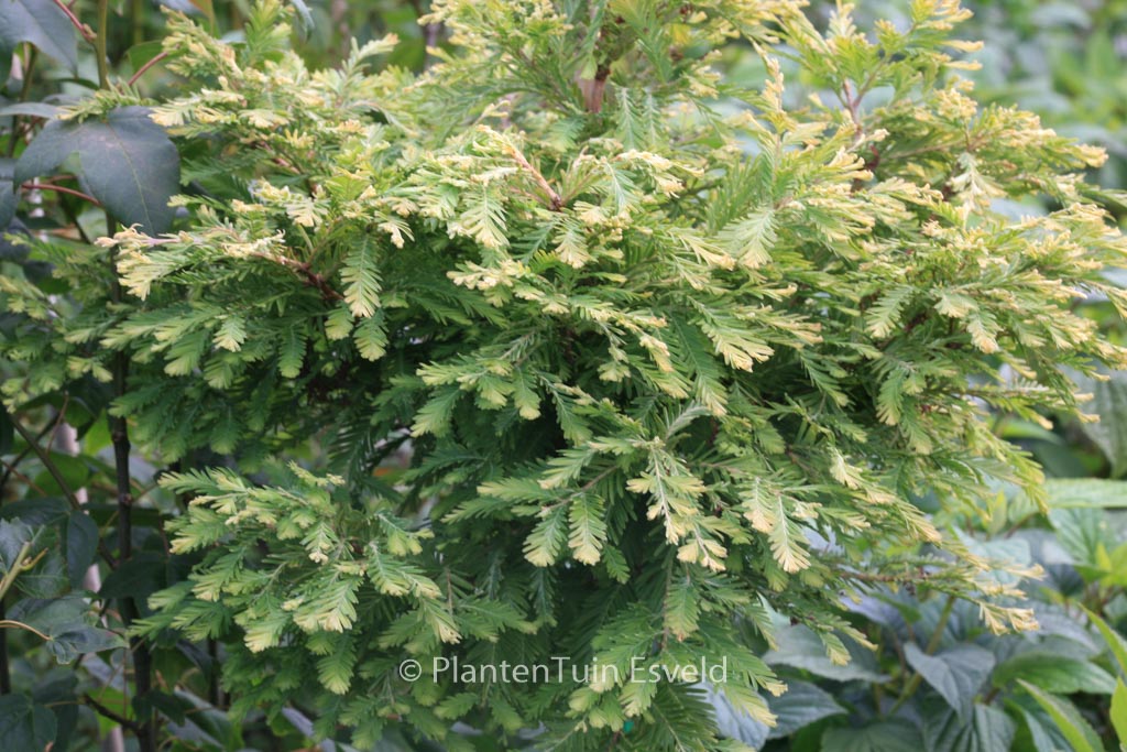 Metasequoia glyptostroboides 'Schirrman's Nordlicht'