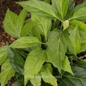 Pachysandra axillaris 'Crug's Cover'