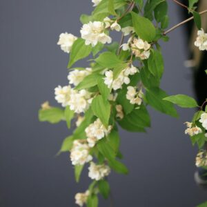 Philadelphus pekinensis