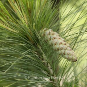 Pinus schwerinii 'Wiethorst'