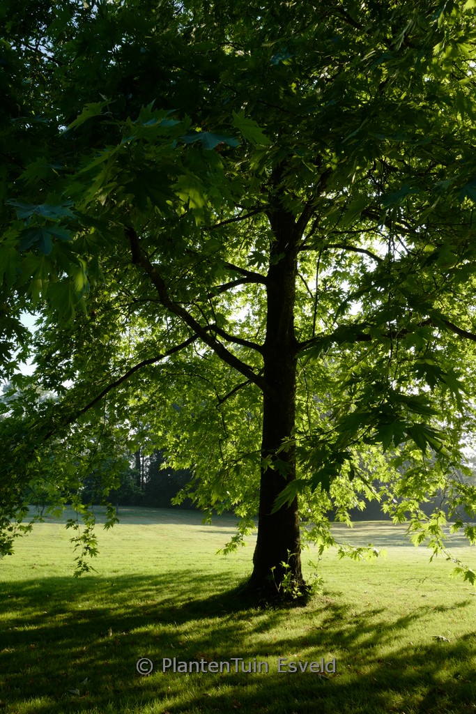Platanus orientalis 'Digitata'