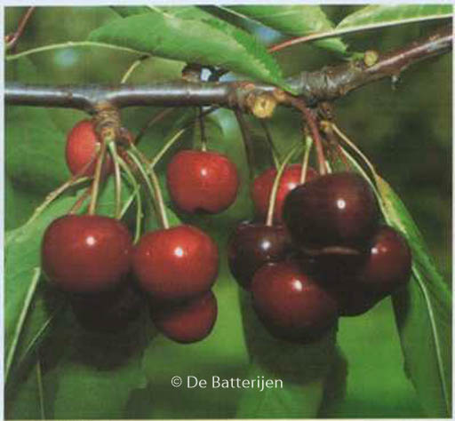 Prunus avium 'Hedelfinger Riesenkirsche'