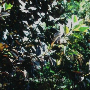 Prunus virginiana 'Shubert'