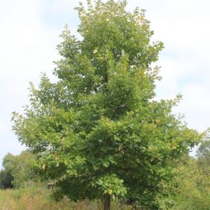 Quercus bicolor