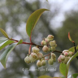 Rehderodendron macrocarpum