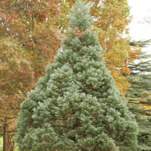 Sequoiadendron giganteum 'Glaucum'