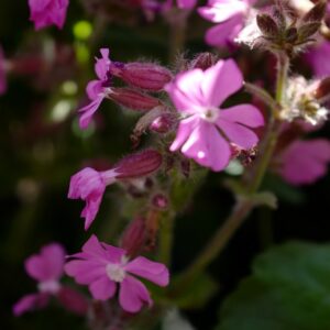 Silene 'Rolly's Favorite'