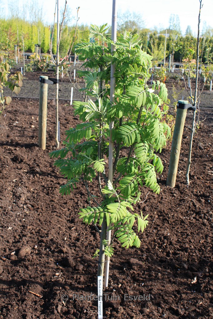 Sorbus aucuparia 'Fingerprint'