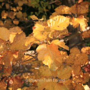 Sorbus latifolia