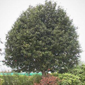 Sorbus latifolia 'Henk Vink'