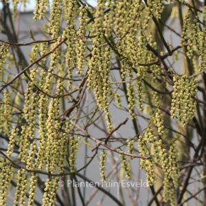 Stachyurus praecox 'Petra'