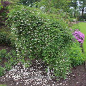 Styrax japonicus 'Fragrant Fountain'