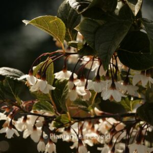 Styrax japonicus 'Purple Dress'