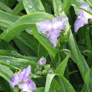 Tradescantia andersoniana 'J.C. Weguelin'