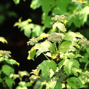 Viburnum opulus 'Park Harvest'