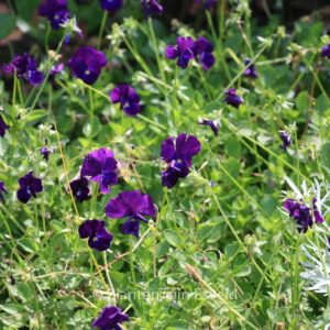 Viola 'Martin'