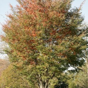 Zelkova serrata 'Village Green'