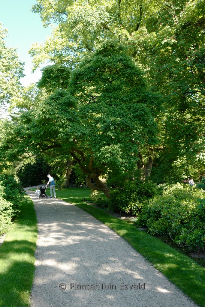 Phellodedron Phellodendron amurense – Esveld Shop