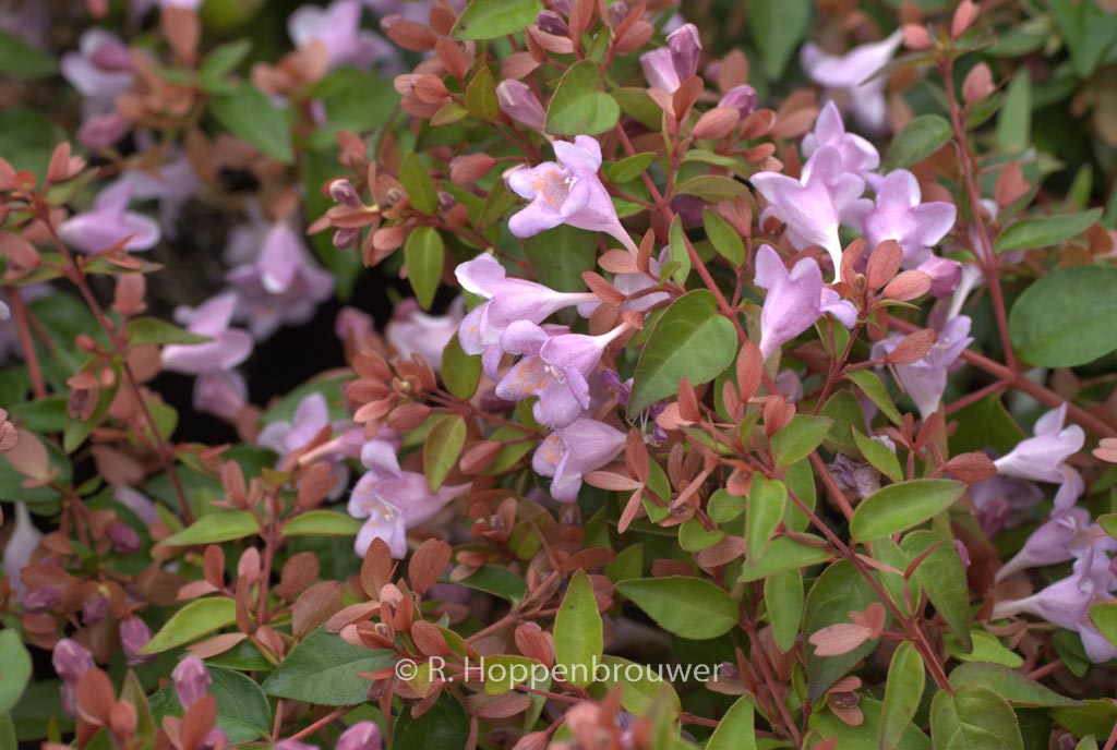 Abelia ‘Abenov41’ (PINK PONG)