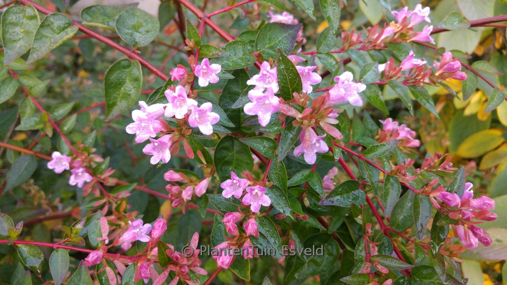 Abelia ‘Edward Goucher’