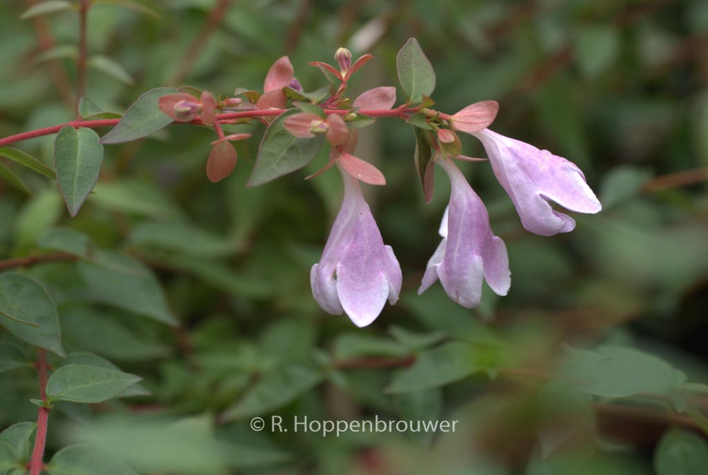 Abelia ‘Lynn’ (PINKY BELLS)
