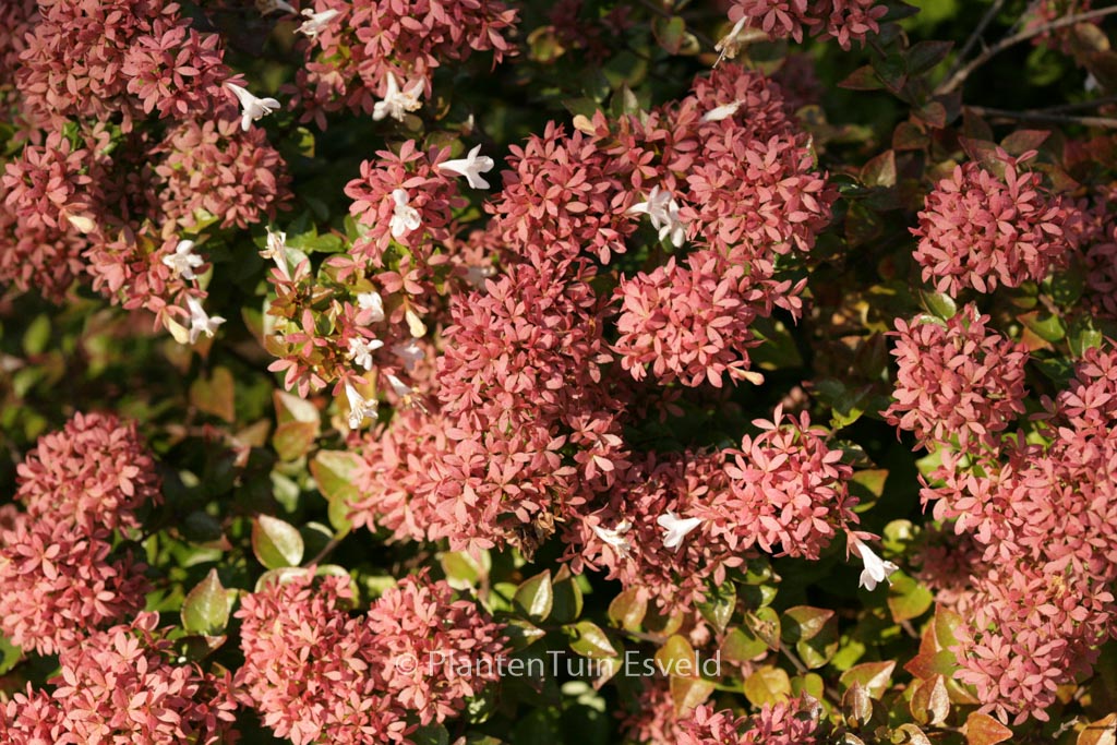 Abelia ‘Rose Creek’