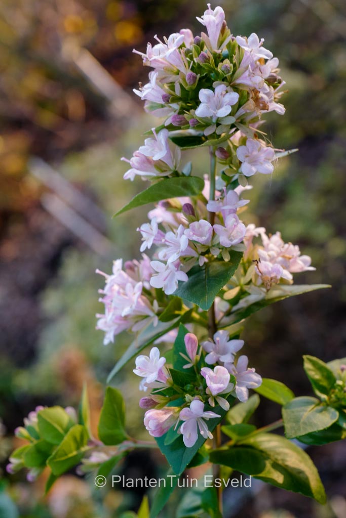 Abelia chinensis ‘Sweet Memories’