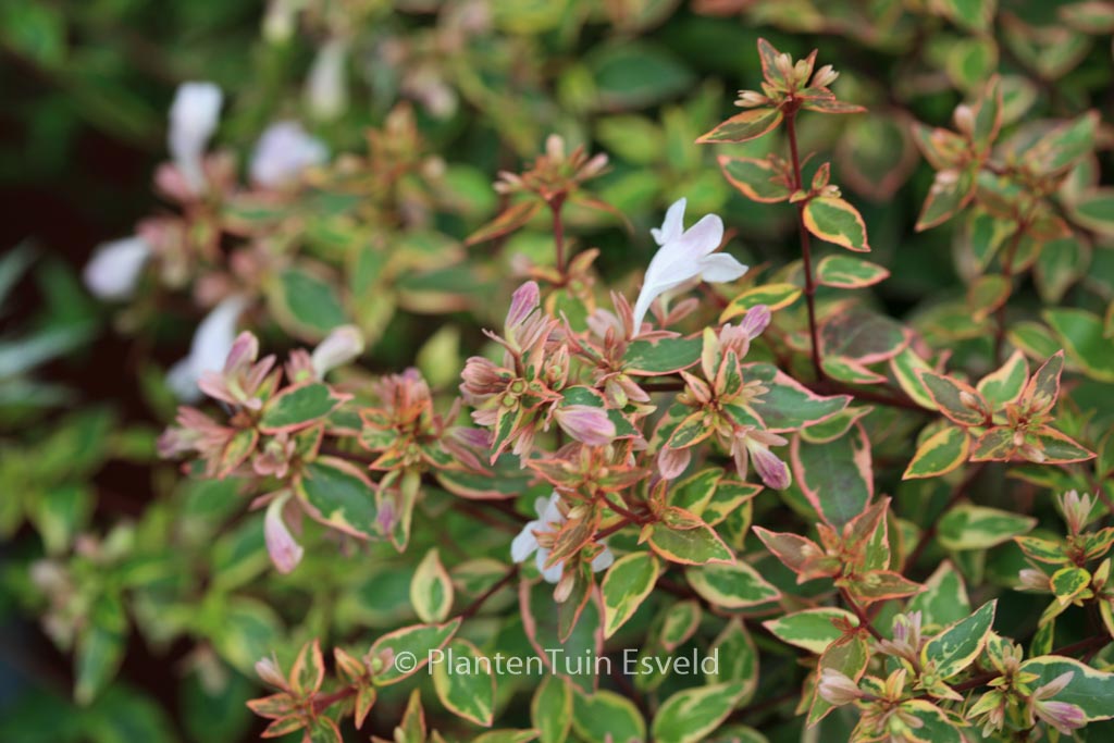 Abelia grandiflora ‘Abelops’ (SUNSHINE DAYDREAM)